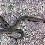 Night adder (Causus rhombeatus). This snake is relatively common in the Ibadan area. Most specimens I saw were somewhere between 1.5 and 2 feet in length. It seems to feed to a large extent on toads. Its venom is regarded as one of the least dangerous of the vipers. Ibadan, December 1964.