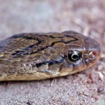 Head of night adder (Causus rhombeatus). Ibadan, December 1964.