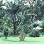 We lived on the University of Ibadan campus at 1 Crowther Lane. The house had quite a large garden where we cultivated bananas, avocados and mangos and where I established my first hibiscus garden. As can perhaps be guessed from the luxuriance of the vegetation, this photo of the garden was taken during the rainy season. The fan-shaped plant in the centre is a traveller's palm (Ravenala madagascariensis). 1978. 