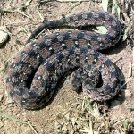 The carpet viper (Echis carinatus) is another rather small viper, probably not exceeding 3 feet in length. It is found in drier areas north of the forest zone and its venomous bite is particularly dangerous. This snake has strongly keeled scales and is also known as the saw-scaled viper. This specimen was brought from northern Nigeria, but the precise location was unknown. 1965.