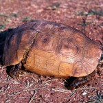 Hinged tortoise (Kinixys belliana). These tortoises are so called because of the hinged carapace which can close at the back to protect the back feet and rear end generally. In Nigeria this species seems to be distributed mainly in the drier areas to the north, while K. homeana is found further south. March 1964.