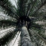 2. Palm wine is made worldwide from the sap of several species of palm. In southern Nigeria the oil palm (Elaeis guineensis) is used - see above. The palm wine tapper climbs up to the base of the palm fronds and cuts some off to expose the soft tissues. A hole is pierced in these and the sap then flows down a short pipe or hollow bamboo into a collecting vessel attached to the tree. The sap can be drunk immediately or it can be left to ferment and become alcoholic.