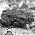 African toad (Bufo regularis). These toads seemed relatively common on the University of Ibadan campus and, particularly at the start of the rainy season around March or April, could be heard calling at night from water-filled ditches and ponds as they commenced breeding activity. Ibadan, May 1964.
