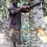 3. The palm wine tapper has fastened the hoop around the palm trunk and is about to climb up to the base of the fronds to collect the fresh sap/palm wine from the vessel he positioned there earlier.