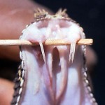 Showing fangs of rhinoceros viper (Bitis nasicornis). The vipers have the most highly developed venom delivery system of all snakes. The venom glands are located below and behind the eyes and the venom is carried by a duct on each side to the base of the fangs. The hollow fang resembles a hypodermic needle. The fangs are attached to a system of hinged bones which allow the fangs to become erect and deliver the venom with great efficiency when the snake strikes and bites. 1965.