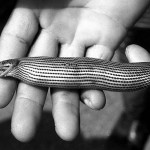 This rather extraordinary photograph shows a house snake (Boaedon virgatus) that had eaten an agama lizard and then died, presumably for one or more reasons arising from the prey being too large. Note that the skin of the snake has split. The cause of death may have been suffocation due to the snake's airways being compressed, or possibly the agama inflicted lethal internal injuries. Zoological Garden, January 1967.