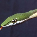 Head and tongue of twig snake (Thelotornis kirtlandi). The snake is said to flicker its black and red tongue in order to attract prey such as lizards. The primary function of a snake's forked tongue is to collect minute chemical particles from the air. When the tongue is withdrawn back into the mouth, each of the two 'prongs' comes into contact with a patch of sensory cells on the roof of the mouth called the Jacobson's organ. Sensory messages are then sent to the brain. Ibadan, May 1967.