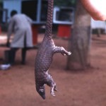 White bellied pangolin (Manis tricuspis). Ibadan, May 1964.