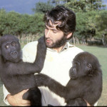 Here I am carrying the gorillas back to their quarters after some vigorous exercise on the nearby grassy field - 1965. While it was impossible to be sure of the exact origin of our two gorillas, we assumed them to be western lowland gorillas (Gorilla gorilla gorilla). We decided it was extremely unlikely that they were Cross River gorillas (Gorilla gorilla diehli), a distinct subspecies from the Nigeria Cameroon border area, formally described and named in 2000.