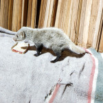 Young black-footed mongoose (Bdeogale nigripes).