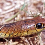 African beauty snake (Psammophis sibilans). Ibadan, January 1965. This is a back-fanged species. 