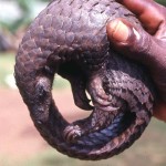 White bellied pangolin (Manis tricuspis). Ibadan, May 1964.