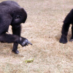 While both Aruna and Imade soon settled well into their new home and routine, and related well to their keepers, it soon became apparent that Imade was much more nervous than Aruna of any new or strange items that entered her domain. Here a chamaeleon has been introduced to the gorillas, and whereas Imade keeps her distance, Aruna is immensely curious and relatively unafraid and soon wants to examine the chamaeleon in more detail. 1966.