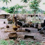 1. The palm kernels are left to dry in the sun before they are cracked open to remove the seeds. The seeds can be sold or fried to extract oil that is used as a body lotion. The oil-based body lotion is called Adi-agbon.