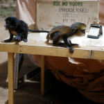 Young spot-nosed guenon (Cercopithecus nictitans) and mona monkey (Cercopithecus mona).