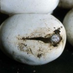 Egg of African beauty snake (Psammophis sibilans) hatching. Ibadan, March 1968. This was one of a clutch of eggs. Note that the young snake's egg tooth first slits the soft shell before the snake emerges.