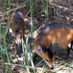 Pair of red-flanked duiker (Cephalophus rufilatus). Zoological Garden, University of Ibadan, December 1966.