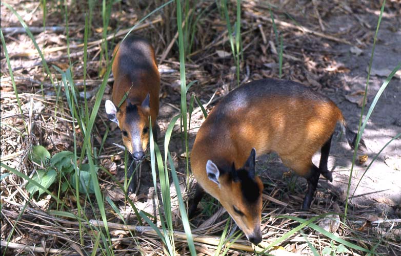 Red-flanked duiker (Cephalophus rufilatus) - Quick facts