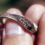 Very young African beauty snake (Psammophis sibilans). Ibadan, May 1964.