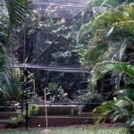 As the bird collection in the Zoological Garden gradually increased, I decided to construct an aviary large enough to accommodate several selected species within the same space. This project went ahead in 1969. We planted many trees and shrubs, both within and immediately outside the aviary, and inside constructed a natural stone tower and pool with a waterfall. Visitors could enter the aviary, where only a low barrier separated them from the birds' flight area. 1969.