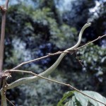 Boomslang (Dispholidus typus). Bafut area of Cameroon, May 1966. This is another back-fanged species.