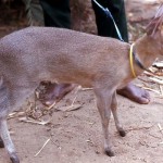 This young female crowned duiker (Sylvicapra grimmia) was brought to the Zoo for sale. It had been raised by its owner from an early age and was completely tame. Area of origin unclear. March 1972.