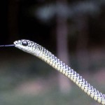 Closer view of Boomslang (Dispholidus typus). Bafut area of Cameroon, May 1966.