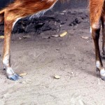 Feet of sitatunga (Tragelaphus spekei) showing how well this animal is adapted to living in swamps. Note the wound on the back leg, indicating it was either caught in a wire snare or perhaps tethered. Area of origin unknown. December 1966.