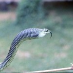 Showing boomslang (Dispholidus typus) inflating the throat when threatened. Bafut area of Cameroon, May 1966.