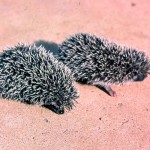 West African or four-toed hedgehogs (Erinaceus albiventris). Zaria, northern Nigeria, March 1964.