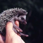 West African or four-toed hedgehog (Erinaceus albiventris). Zaria, northern Nigeria, March 1964.