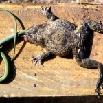 Unidentified frog (dead) having apparently attempted to swallow an emerald snake (also dead). The frog presumably died from internal injuries caused by the violent movements of the snake. The snake, Gastropyxis smaragdina, is non-venomous and presumably died from asphyxiation. Ibadan, July 1965. 