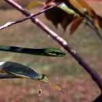 Emerald snake (Gastropyxis smaragdina). Ibadan, November 1964. A non-venomous species. 