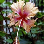 This was grown from a cutting taken from a plant in my garden in Crowther Lane, University of Ibadan, Nigeria, in the 1970s. The flower is approx. 11cm/4.5in across. Photo 2013