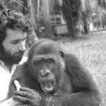 Both gorillas were very ticklish. 1968. 