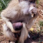 Patas monkey (Erythrocebus patas) with her baby, born in the Zoo the previous night. 14 December 1966. 