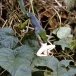 Emerald snake (Gastropyxis smaragdina) eating an agama lizard. Ibadan, July 1965.