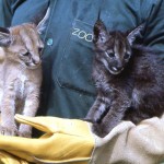 These young caracals (Felis caracal) were brought to the Zoological Garden for sale. They were almost certainly siblings and one was black/melanic. They had come from an area north of Ibadan, but it was impossible to obtain hard information. These animals subsequently did well in the Zoo.