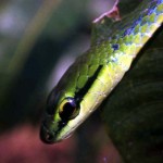 Head of emerald snake (Gastropyxis smaragdina). Ibadan, November 1964.