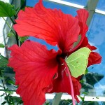 This brimstone butterfly (Gonepteryx rhamni) flew in through a conservatory window. It alighted on the hibiscus flower and made its way slowly toward the nectar source. This plant is 35 years old (in 2014). Photo by Charles Kinsey, 2013