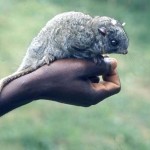 Young Beecroft's flying, or scaly tailed, squirrel (Anomalurops beecrofti). Brought to the Zoological Garden November 1970. Area of origin unclear.