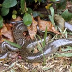 Smyth's water snake (Grayia smythii). Ibadan, January 1968. A non-venomous species.