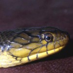 Head of Smyth's water snake (Grayia smythii). Ibadan, January 1968.
