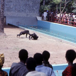 he gorillas and chimpanzees were released into their respective outside enclosures for the first time in March 1970. Again, you may wish to read/download the article decribing events during those first few days by going back to the University of Ibadan Zoo introductory page, clicking on 'Zoo Publications by Bob Golding', then on 'A Gorilla and Chimpanzee Exhibit.'