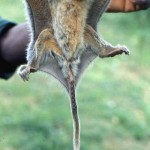 Another view of the same young flying, or scaly tailed, squirrel showing the gliding membranes.