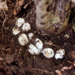 Eggs of Smyth's water snake (Grayia smythii). Ibadan, February 1970.