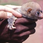 Young Bosman's potto (Perodicticus potto), showing the structure of the hand. Area of origin unclear. May 1964.