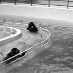 What surprised us was that within a few days of having access to the moat, both gorillas were entering the water with increasing enthusiasm. As their confidence increased, they began to see how much noise they could make by hitting the water with their hands or by jumping into it. 1970.