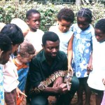 We encouraged school parties to the Zoo by giving talks and allowing the children to get close to the animals. Here keeper Nicholas Eze is showing the children a royal python.