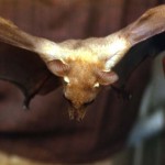 Fruit bat (Epomophorus sp.). Probably the Gambian fruit bat (E. gambianus). Ibadan area, 1963.